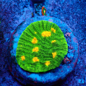 TC Chalice Space Invader