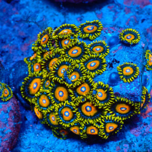 TC Zoanthus Super Saiyan Colonia