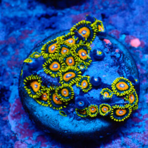 TC Zoanthus Super Saiyan