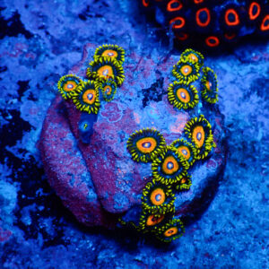 TC Zoanthus Super Saiyan