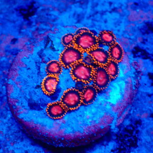 TC Zoanthus KH Sunburst