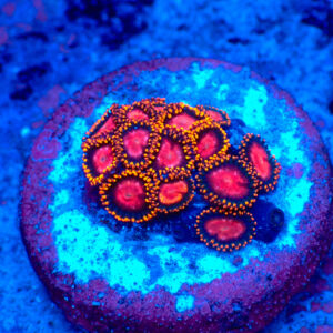 TC Zoanthus KH Sunburst