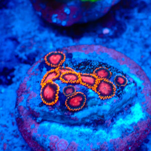 TC Zoanthus KH Sunburst