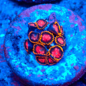 TC Zoanthus KH Sunburst