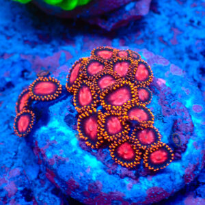 TC Zoanthus KH Sunburst Mini Colonia