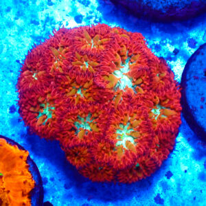 TC Blastomussa Merletti Ultron Colonia