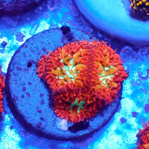 TC Blastomussa Merletti Ultron