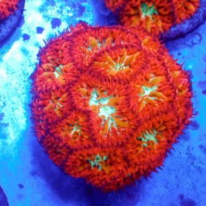 TC Blastomussa Merletti Ultron Colonia