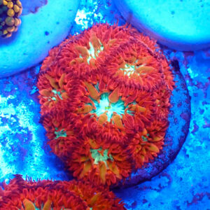 TC Blastomussa Merletti Ultron Mini colonia