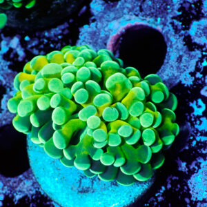 Euphyllia baliensis Tiger