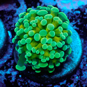 TC Euphyllia baliensis Tiger
