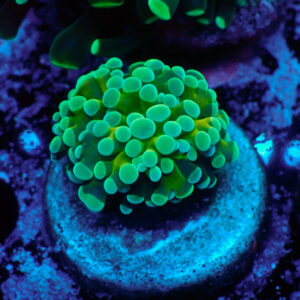 TC Euphyllia baliensis Tiger
