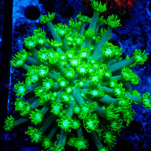 TC Goniopora Green Forest Mini Colonia