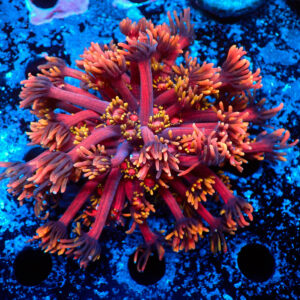 TC Goniopora Diablo frag XL