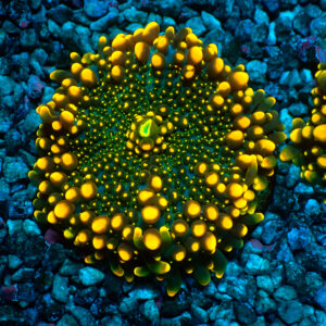 TC Ricordea Yuma Godzilla