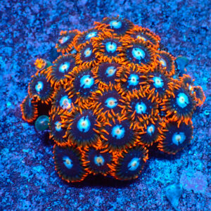 TC Zoanthus Fire & Ice Colonia