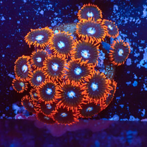TC Zoanthus Fire & Ice Mini Colonia