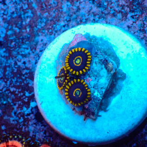 TC Zoanthus Blue Hornets