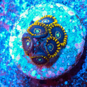 TC Zoanthus Blue Hornets