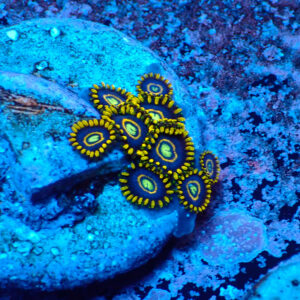 TC Zoanthus Blue Hornets