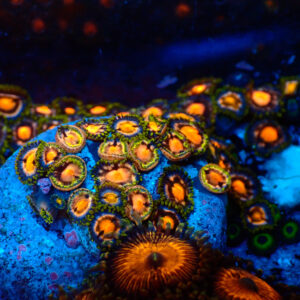 TC Zoanthus 4 Elements