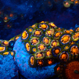 TC Zoanthus 4 Elements