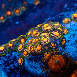 TC Zoanthus 4 Elements