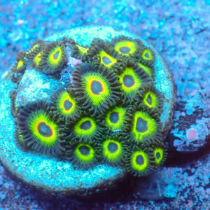 TC Zoanthus Rasta Cousin