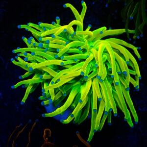 TC Euphyllia glabrecens Holy Grail 24K 2 cabezas XL