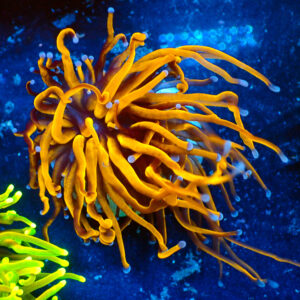 TC Euphyllia glabrecens 24K