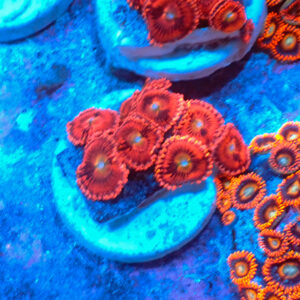 TC Zoanthus Pink Sakura