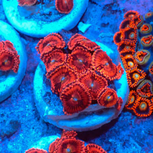 TC Zoanthus Pink Sakura