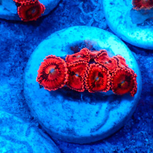 TC Zoanthus Pink Sakura