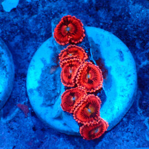 TC Zoanthus Pink Sakura