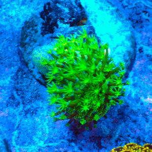 TC Sarcophyton Toxic Green