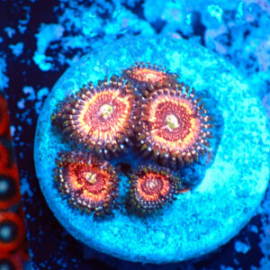 TC Zoanthus Pink Zipper