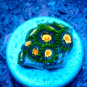 TC Zoanthus Stargazer