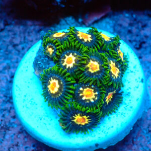 TC Zoanthus Stargazer