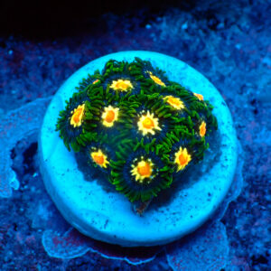 TC Zoanthus Stargazer