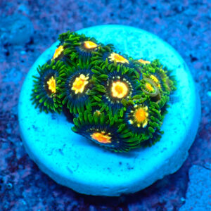 TC Zoanthus Stargazer