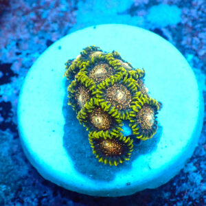 TC Zoanthus Blackberry Voodoo