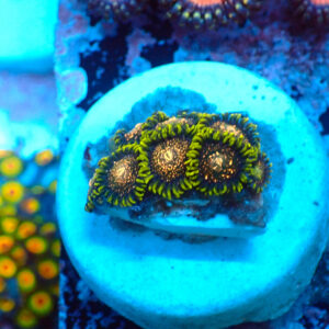 TC Zoanthus Blackberry Voodoo