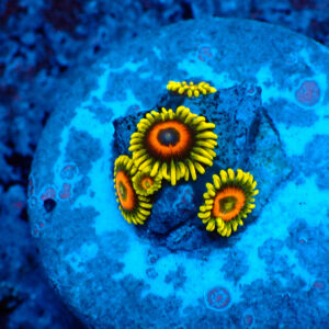 TC Zoanthus Super Sunflower