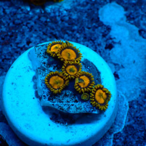 TC Zoanthus King Midas