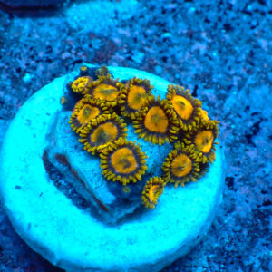 TC Zoanthus King Midas