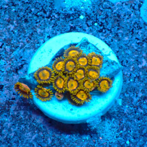 TC Zoanthus King Midas