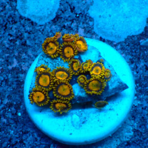 TC Zoanthus King Midas