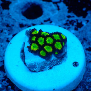 TC Zoanthus Hulk
