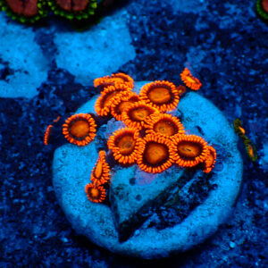 TC Zoanthus Orange Explosion