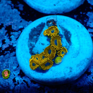 TC Zoanthus Golden Hornets